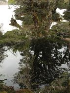 tree in marshland