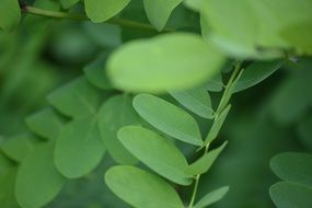green leaves of a plant in nature