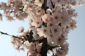 plum blossom in Korea