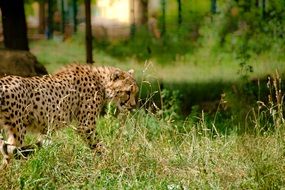 Wild cat in the national park in Africa