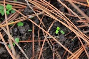 Green plant sprouts under dry stems