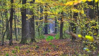 coziness of autumn forest