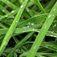 green grass in the morning dew closeup