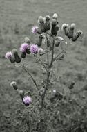 barb blossom botany branch bristle