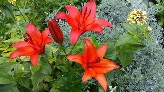 beautiful red flowers blossom