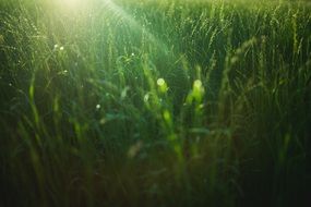 green grass in the morning sun close-up