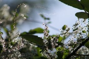 Green plants with small white flowers