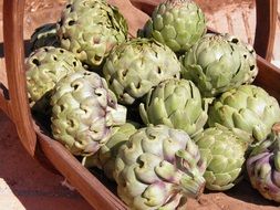 globe artichokes in a basket in the sun