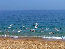 seagulls fly by the coastline