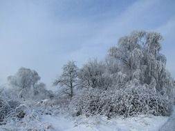 Beautiful snowy trees in the winter