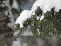 fascinating winter snow tree