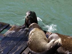 seals in the pacific ocean