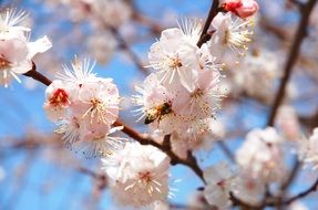 spring bloom of plum close up