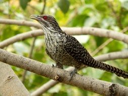 Cuckoo bird in India