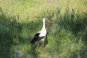 Egret in the green bush
