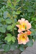 Beautiful rose flowers in the garden in spring