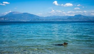 dog swimming in sea water mountain view