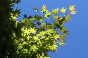 green maple leaves against the blue sky
