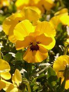 Close-up of the beautiful, yellow pansy flowers