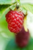 Close-up of the beautiful red raspberries with green leaves