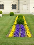 violet and yellow violets on a bed in front of the castle