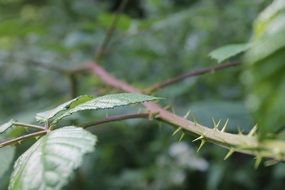 scrub thorns bush