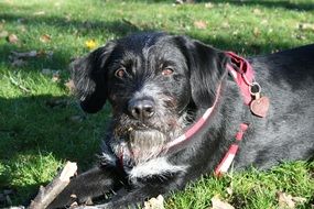 black dog with a red leash lies on green grass