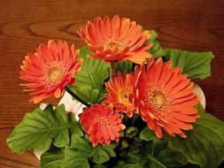 red gerbera as a potted plant