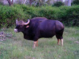 Picture of the Indian buffalo