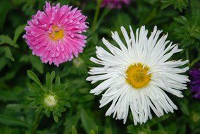 chrysanthemums white pink flowers