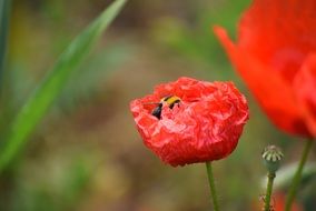 bee on the red poppy close-up on blurred background