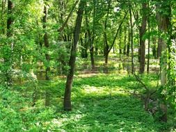 young green trees in the forest