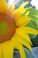 Yellow flower of a sunflower with a green leaf