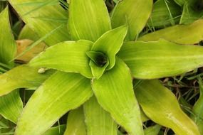 green foliage of a fortune plant