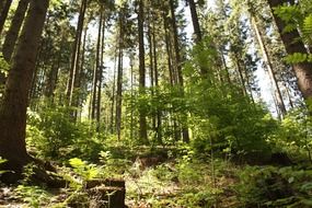 green forest trees on a hill