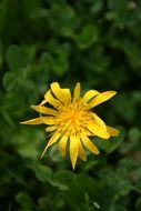 Close-up of the yellow flower among greenery