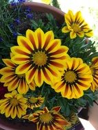 Yellow-orange flowers in a pot