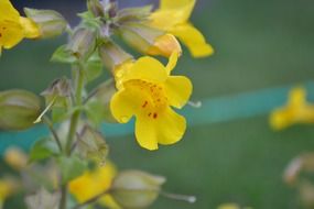mimulus monkey musk