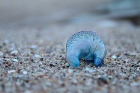 jellyfish like a blue bottle