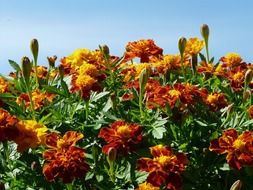 Marigold bush on sky background