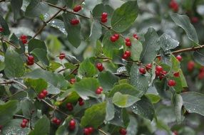 green bush with red berries closeup