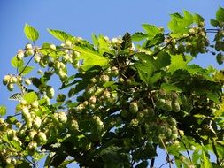 bush of wild hops on a sunny day