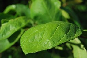 green leaf plant close-up