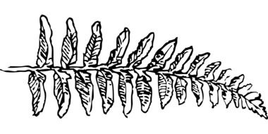 fern branch leaf drawing