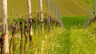 green vineyard in spring