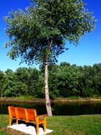 wooden bench near the tree with green leaves