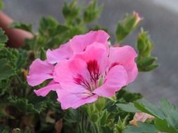 natural pink flower in a pot