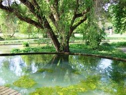 Pond and trees in the park