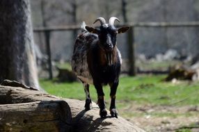 walking goat