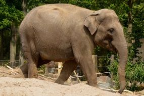 elephant on a background of nature